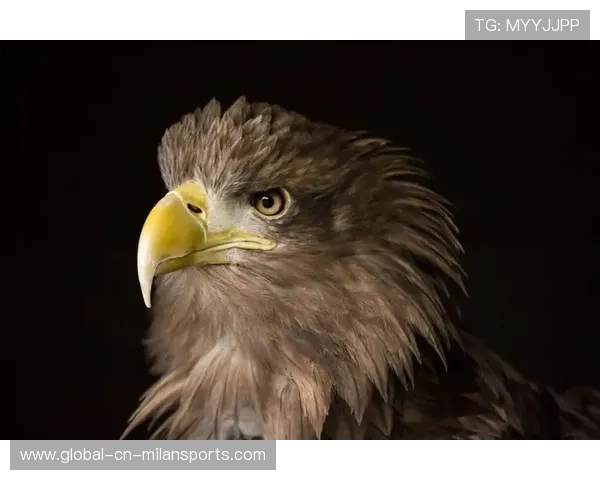 海鹰的拼劲太足了，每个回合都拼命，海鹰长什么样啊